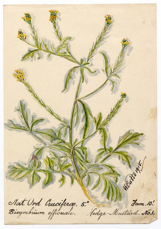 Hedge-mustard (sisymbrium officinale)