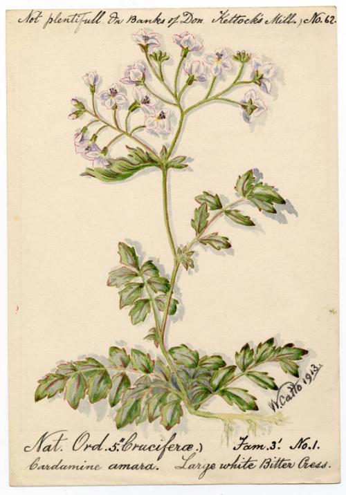 Large white bitter cress (Cardamine amara)