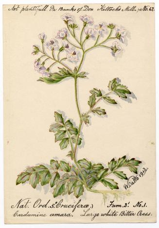 Large white bitter cress (Cardamine amara)