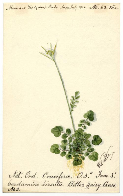 Bitter hairy cress (Cardamine hirsuta)