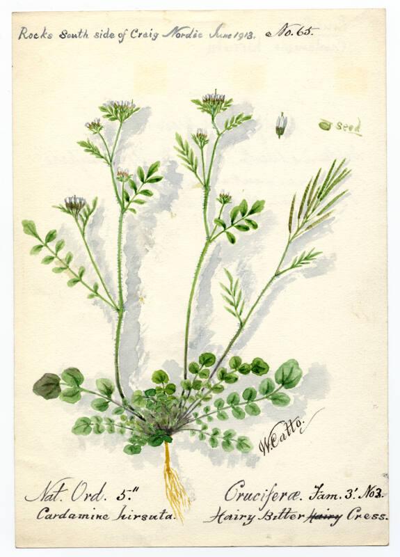 Bitter hairy cress (Cardamine hirsuta)