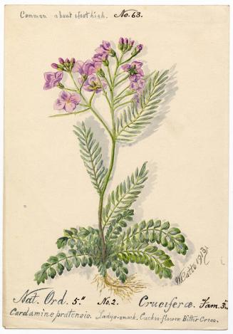 Ladys-smock, Cuckoo-flower, bitter cress (Cardamine pratensis)