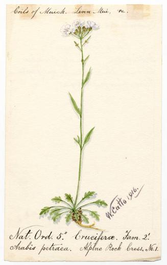 Alpine rock cress (Arabis petraea)