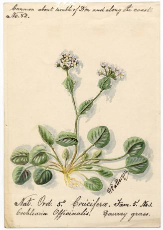Scurvey grass (Cochlearia officinalis)