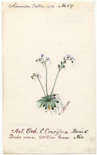 Smith's cress (Lepidium smithii)