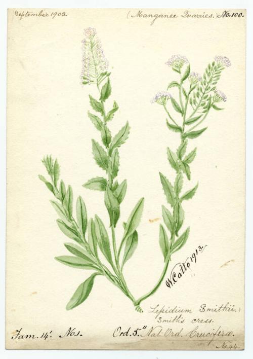 Smith's cress (Lepidium smithii)