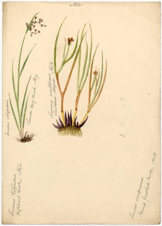 Lesser bog rush