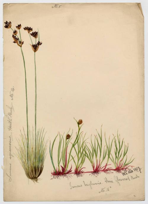 Heath rush and Three flowered rush (Juncus triglumis)