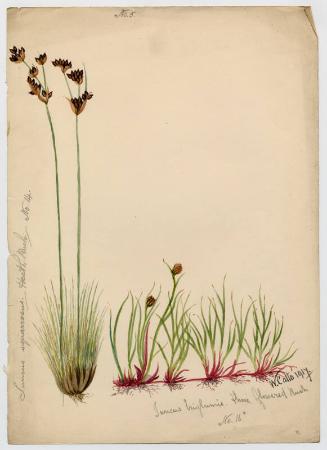 Heath rush and Three flowered rush (Juncus triglumis)