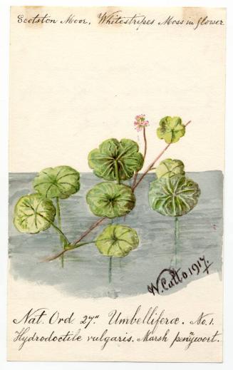 March pennywort (Hydrocotyle vulgaris)