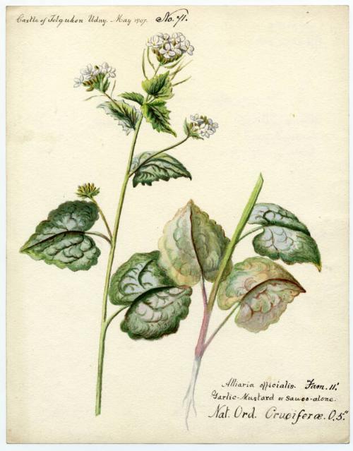 Garlic-mustard or sauce-alone (Alliaria petiolata)