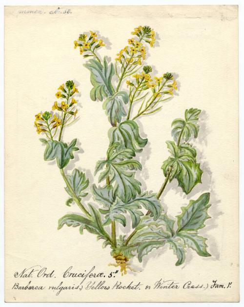 Yellow rocket or Winter cress (Barbarea vulgaris)