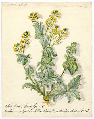 Yellow rocket or Winter cress (Barbarea vulgaris)