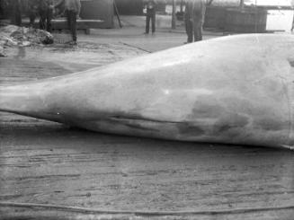 whale at whaling station