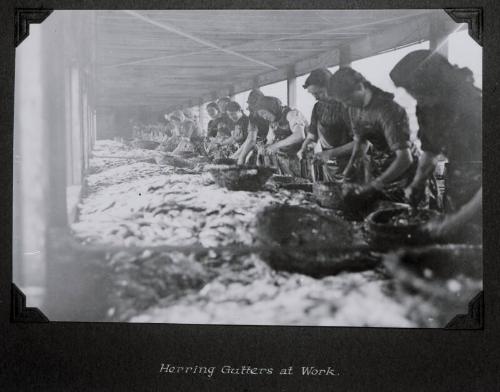 Herring Gutters at Work