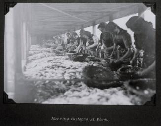 Herring Gutters at Work