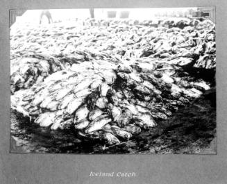 Iceland catch