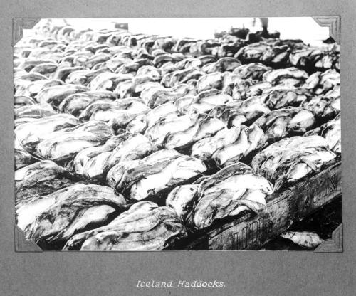 'Iceland Haddocks'
