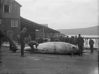 Showing Whaling Station