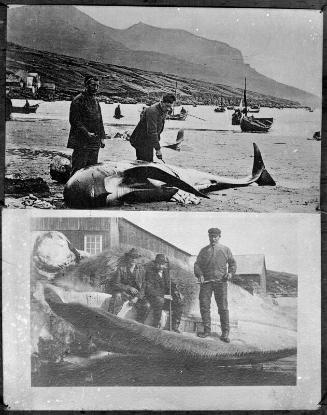 Two scenes of men with whales