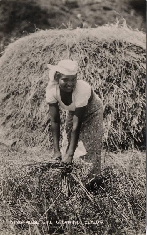 Sinhalese girl gleaning in Ceylon