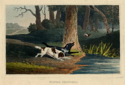 Water Spaniels