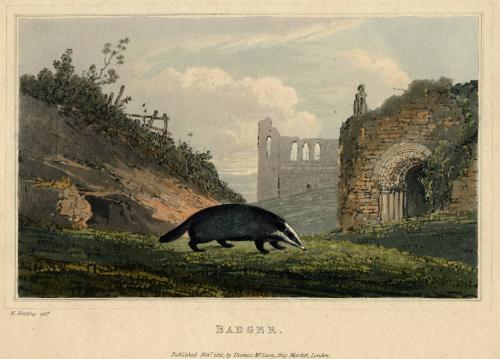 Badger