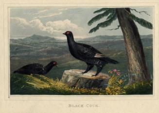Black Cock by Newton Smith Fielding