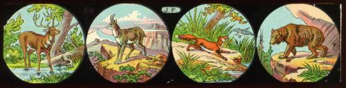 Lantern Slide/Strip: Animals