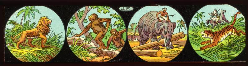 Lantern Slide/Strip: Animals
