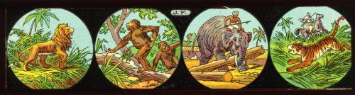 Lantern Slide/Strip: Animals