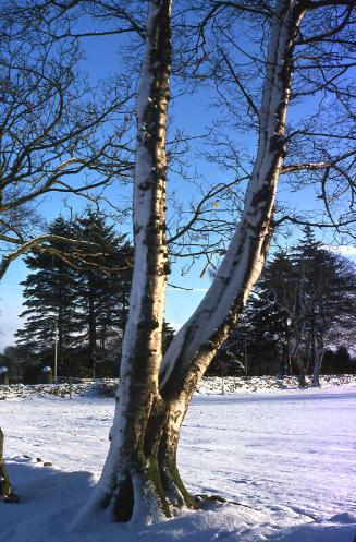 Snow Scene Hazlehead Park