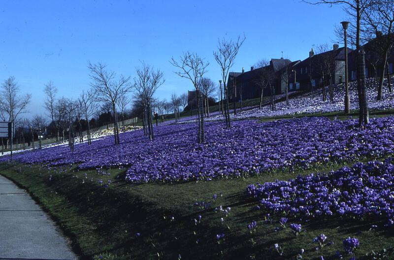 Flower Beds Kincorth