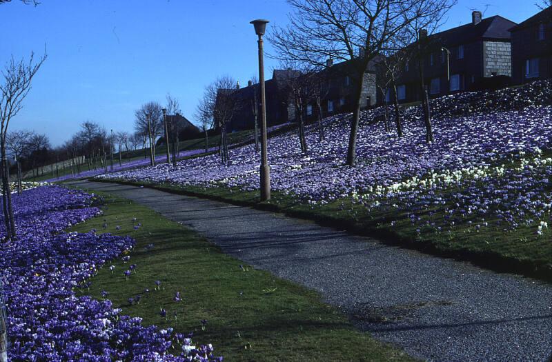 Flower Beds Kincorth