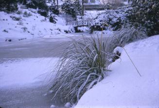 Johnston Gardens Under Snow
