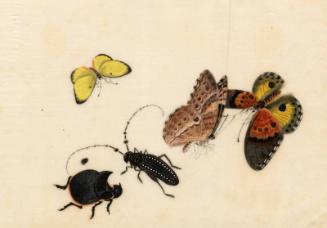 Butterflies & Beetles by unknown artist