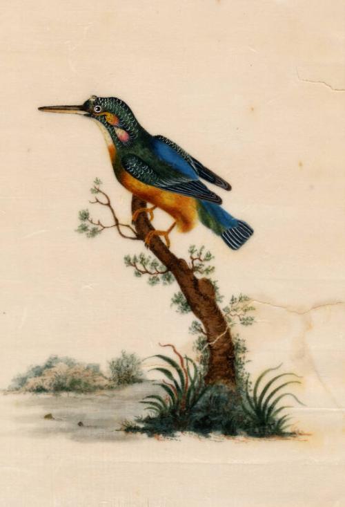 Green, Brown & Blue Bird On Branch by unknown artist 