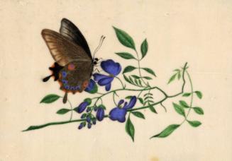 Butterfly & Blue Flowers by unknown artist