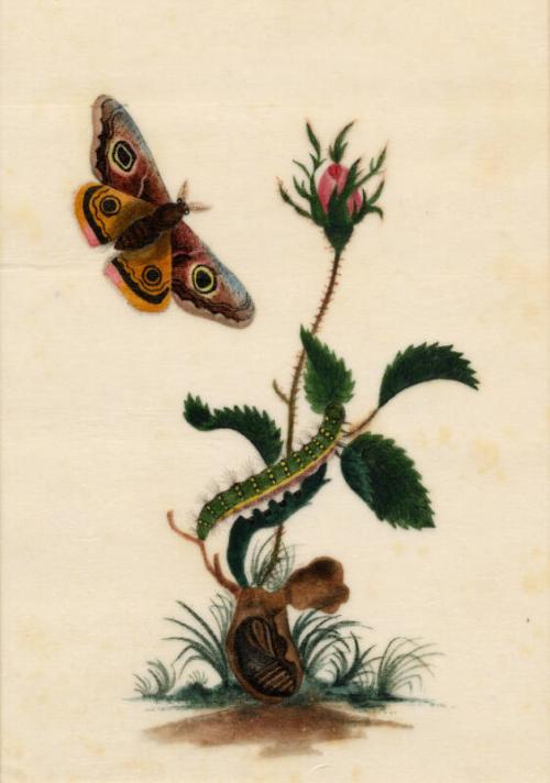 Butterfly With Catterpillar On Rosebud by unknown 