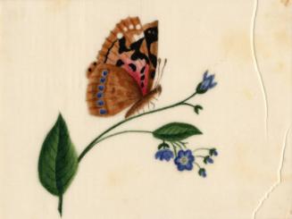 Brown Butterfly And Small Blue Flowers by unknown artist 