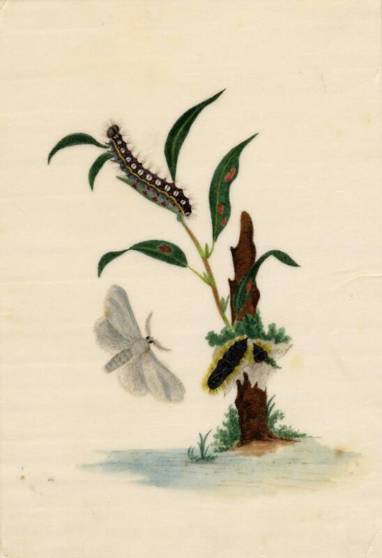 Grey Butterfly With Catterpillar & Cocoon