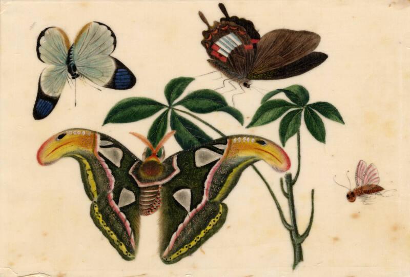 Large Butterfly, Two Smaller Butterflies & Bee by unknown artist