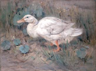 A White Duck by Edwin Alexander