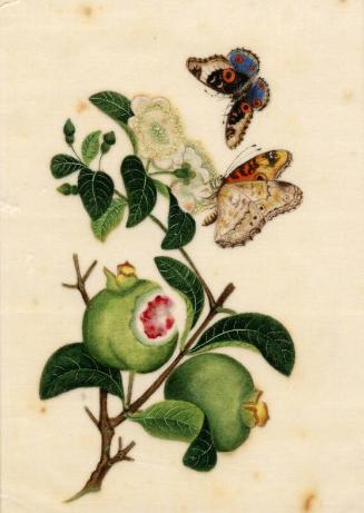 Lychee And Butterfly by Unknown