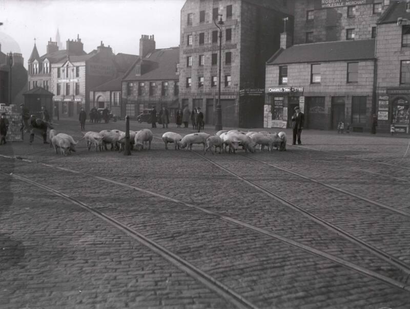 Pigs At Regent Quay-Glass Negative