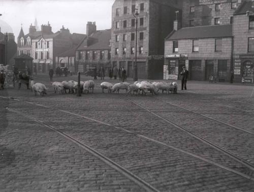 Pigs At Regent Quay-Glass Negative