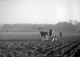 Horse Drawn Plough-Glass Negative