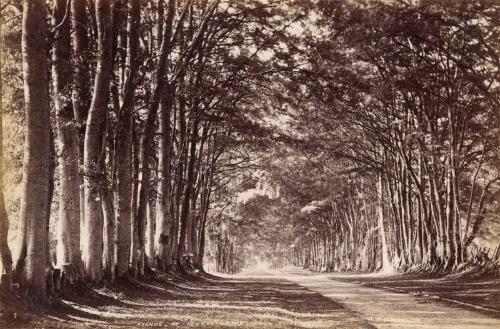 Treelined Avenue, Kemnay House