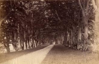 Avenue At Kemnay House