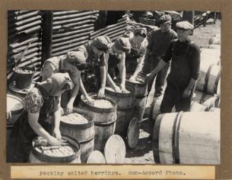 Black and white photograph showing Salted Herrings Being Packed